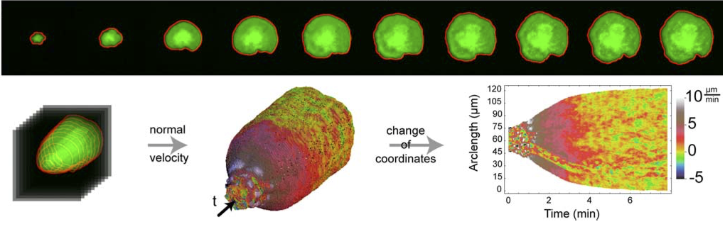 Quantification of cell edge velocities and traction forces reveals